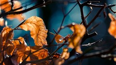 Leaves Trees branches