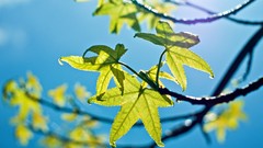 Leaves Trees branches skyscapes
