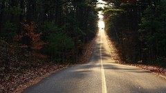 Leaves Trees cars roads paths forests