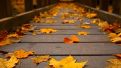 Leaves Trees clouds autumn colors woods wooden bridge