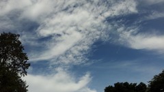 Leaves Trees clouds blue skies