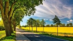 Leaves Trees clouds spring roads sunny paths fields wildlife