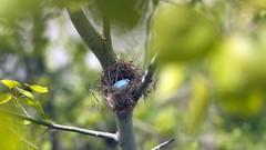 Leaves Trees eggs nest blurred depth of field
