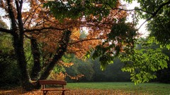 Leaves Trees fallen leaves