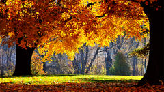 Leaves Trees forest autumn