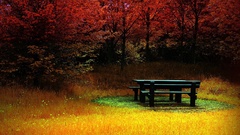 Leaves Trees forest autumn bench