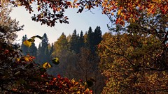 Leaves Trees forests