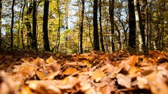 Leaves Trees forests