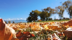 Leaves Trees grass sun blue Mountains clouds autumn Green Utah 