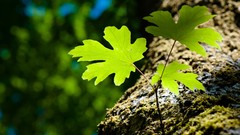 Leaves Trees Green abstract moss Plants