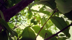 Leaves Trees Green fruits