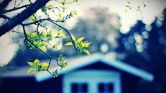 Leaves Trees houses bokeh blurred sunlight