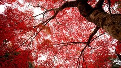 Leaves Trees Japan Kyoto red leaf