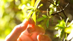 Leaves Trees magazines models