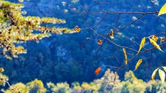 Leaves Trees Mountains autumn forests