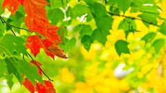 Leaves Trees multicolor