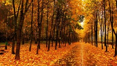 Leaves Trees paths fallen leaves