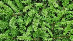 Leaves Trees pine trees evergreens