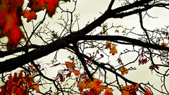 leaves Trees Plants red branch twigs