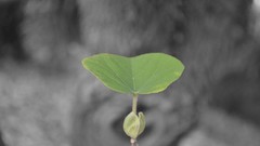 Leaves Trees selective coloring