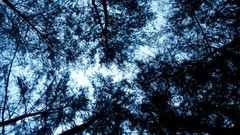 Leaves Trees shadows forests