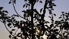 Leaves Trees silhouettes sunlight sun flare