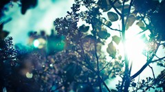 Leaves Trees skies forests