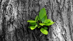 Leaves Trees spring selective coloring