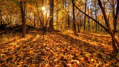 Leaves Trees sun forests