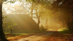 Leaves Trees sun roads houses fallen leaves