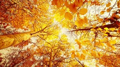 Leaves Trees sunlight