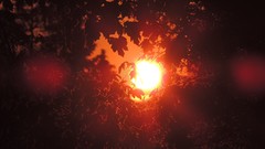 Leaves Trees sunlight