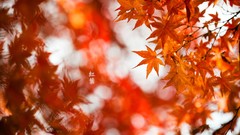 Leaves Trees Symbols