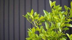 Leaves Trees wall Green