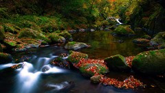Leaves Trees water autumn moss Wood rocks rivers forests fallen 