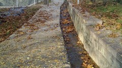 Leaves Trees water seasons autumn lonely Parks tranquility 