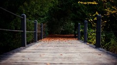 Leaves Trees Wood paths wooden bridge