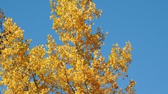Leaves Trees yellow blue autumn branches orange blue skies