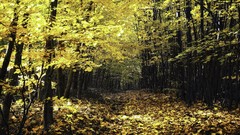 Leaves Trees yellow forests