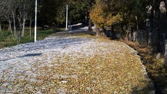 Leaves Trees yellow seasons autumn lonely Parks streets 