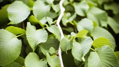 Leaves twig branches Green brown Nikon