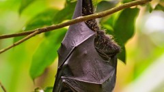 Leaves upside down bats Mammals