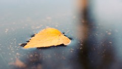 Leaves water autumn surface