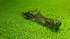 Leaves water Crocodiles Reptiles