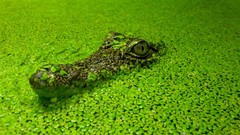 Leaves water Crocodiles Reptiles