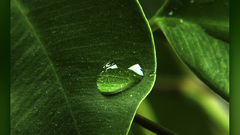 Leaves water drops