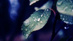 Leaves water drops blurred background
