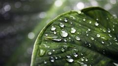 Leaves water drops depth