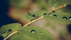 Leaves water drops depth of field