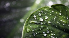 Leaves water drops dew